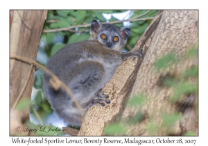 White-footed Sportive Lemur