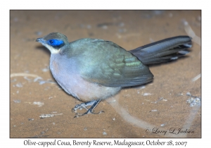 Olive-capped Coua