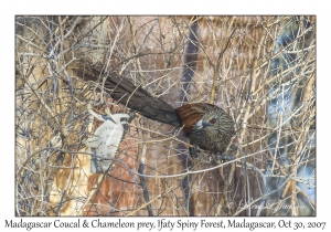 Madagascar Coucal & Chameleon Prey