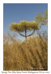 Spurge Tree