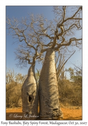 Fony Baobabs