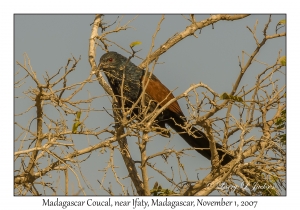 Madagascar Coucal