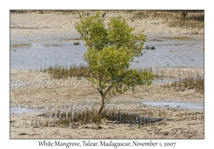 White Mangroves