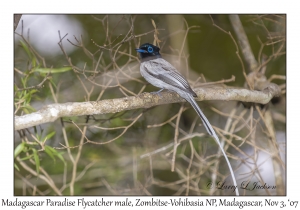 Madagascar Paradise Flycatcher male