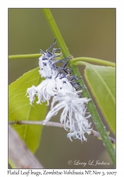 Flatid Leaf-bug nymphs