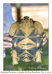 Madagascar Radiated Tortoise