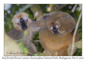 Red-fronted Brown Lemurs & juvenile