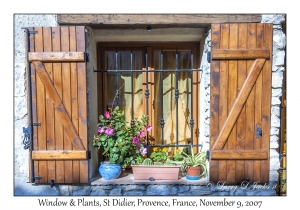 Window & Plants