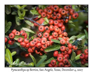 Pyracantha sp, berries