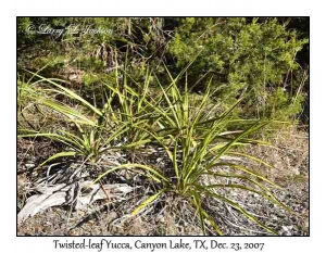 Twisted-leaf Yucca
