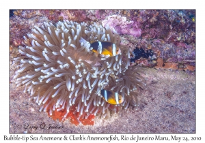 Bubble-tip Sea Anemone & Clark's Anemonefish