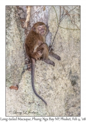 Long-tailed Macaque