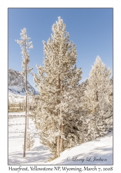 Hoarfrost on Lodgepole Pines