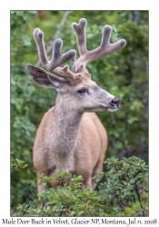 Mule Deer Buck in Velvet