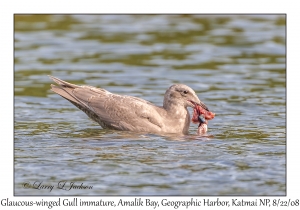 Glaucous-winged Gull immature