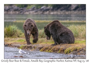 Grizzly Bear Boar & Female