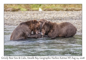 Grizzly Bear Sow & 3rd yr Cubs