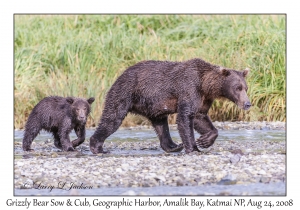 Grizzly Bear Sow & 1st yr Cub