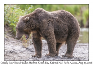 Grizzly Bear Boar, 'Wheezy'