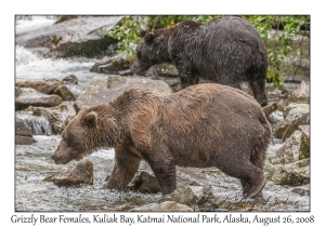 Grizzly Bear Females