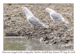 Glaucous-winged Gulls