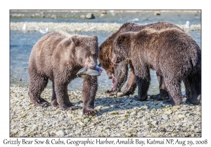 Grizzly Bear Sow & 3rd year Cubs