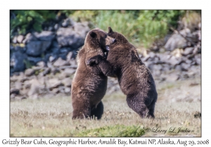 Grizzly Bear 3rd year Cubs