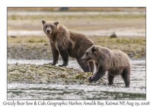 Grizzly Bear Sow & 2nd year Cub
