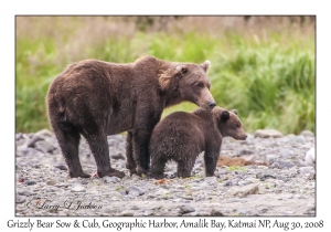 Grizzly Bear Sow & 1st year Cub