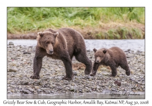 Grizzly Bear Sow & 1st year Cub
