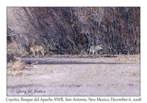 Coyotes