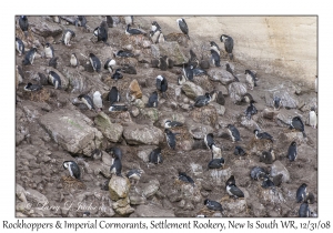 Rockhopper Penguins & Imperial Cormorants