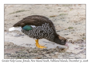 Greater Kelp Goose, female
