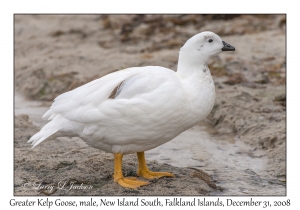 Greater Kelp Goose, male