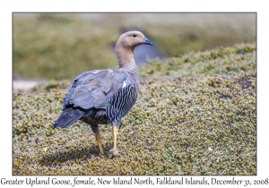 Greater Upland Goose, female