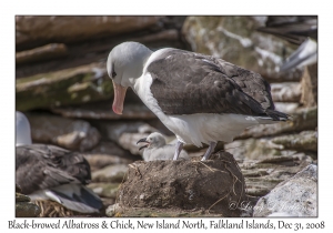 Black-browed Albatross & chick