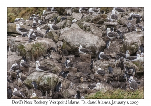 Black-browed Albatross & Rockhopper Penguins