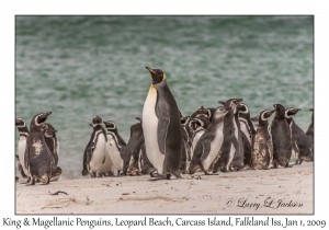 King & Magellanic Penguins