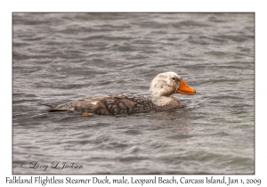 Falkland Flightless Steamer Duck, male