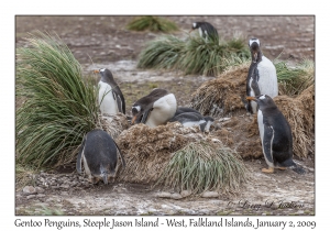 Gentoo Penguins & chicks