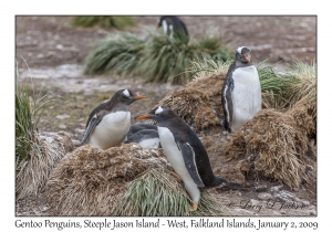 Gentoo Penguins & chicks