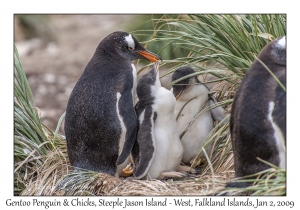 Gentoo Penguin & chicks