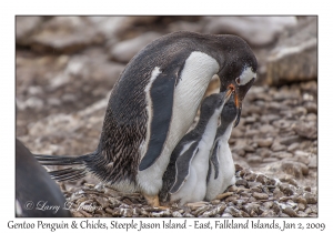 Gentoo Penguin & chicks