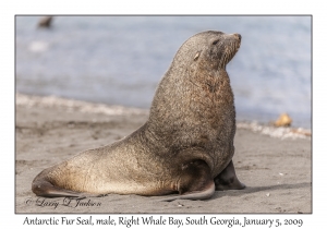 Antarctic Fur Seal, male