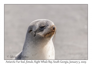 Antarctic Fur Seal, female