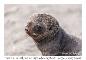 Antarctic Fur Seal, juvenile