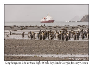 King Penguins & Polar Star