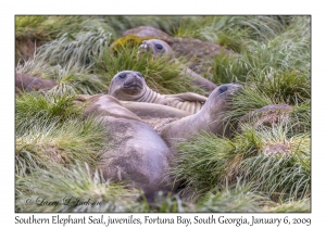 Southern Elephant Seal, juveniles