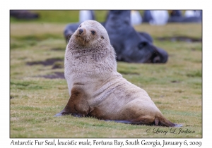 Antarctic Fur Seal, leucistic male