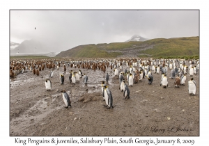King Penguins & juveniles